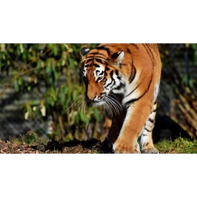 Тигрицы с потомством попали в фотоловушки в приморском нацпарке «Бикин»
