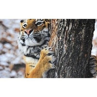 Фотоловушки в нацпарке «Бикин» зафиксировали двух тигриц с котятами