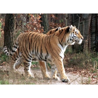 В Приморье фотоловушки поймали двух тигриц с потомством
