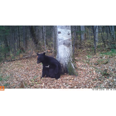 В Приморье «танцующий» у березы медведь попал на камеру