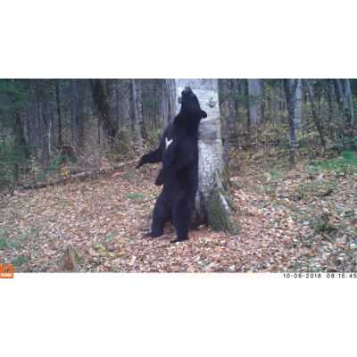 Медведь устроил «танцы» на камеру в приморском нацпарке «Бикин»
