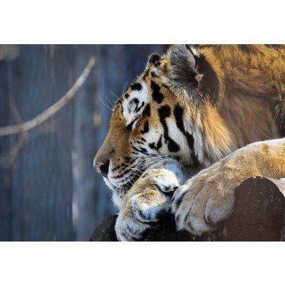 Россия: Прославившийся тигр Владик вновь отправился в путешествие