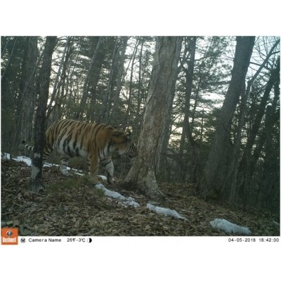 Двух тигриц с выводками тигрят впервые зафиксировали  фотоловушки в нацпарке «Бикин»