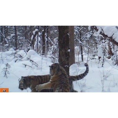 В Приморье две тигрицы с детенышами впервые попали в фотоловушки