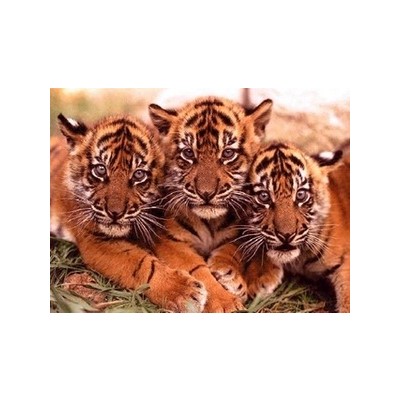 В Приморье две тигрицы с детёнышами впервые попали в фотоловушки