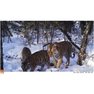 В Приморье в нацпарке «Бикин» пересчитали тигров