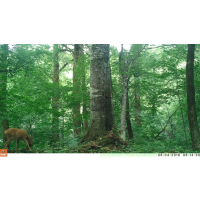 «Танцующий» медведь и многодетная семья кабанов в нацпарке «Бикин» «сняли» мини-фильм