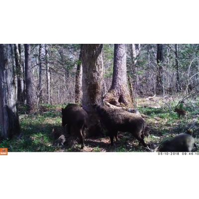 «Танцующий» медведь и многодетная семья кабанов в нацпарке «Бикин» «сняли» мини-фильм