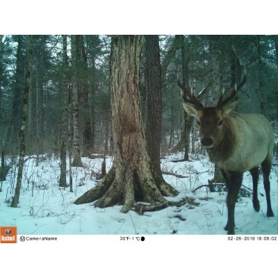 Национальный парк «Бикин» стал победителем конкурса «Фотоловушка»-2019 в номинации «Кошачьи»